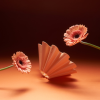 Gerbera Peach