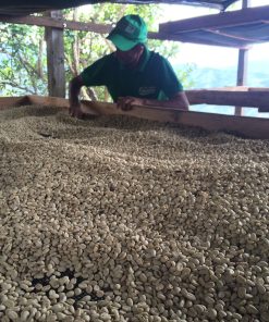 Colombia La Tormenta #1 by Olga Lucia Tocora Green Coffee Beans