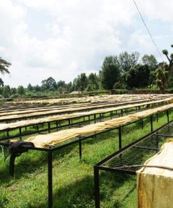 Kenya Thirikwa Gakuyu-ini Peaberry Green Coffee Beans