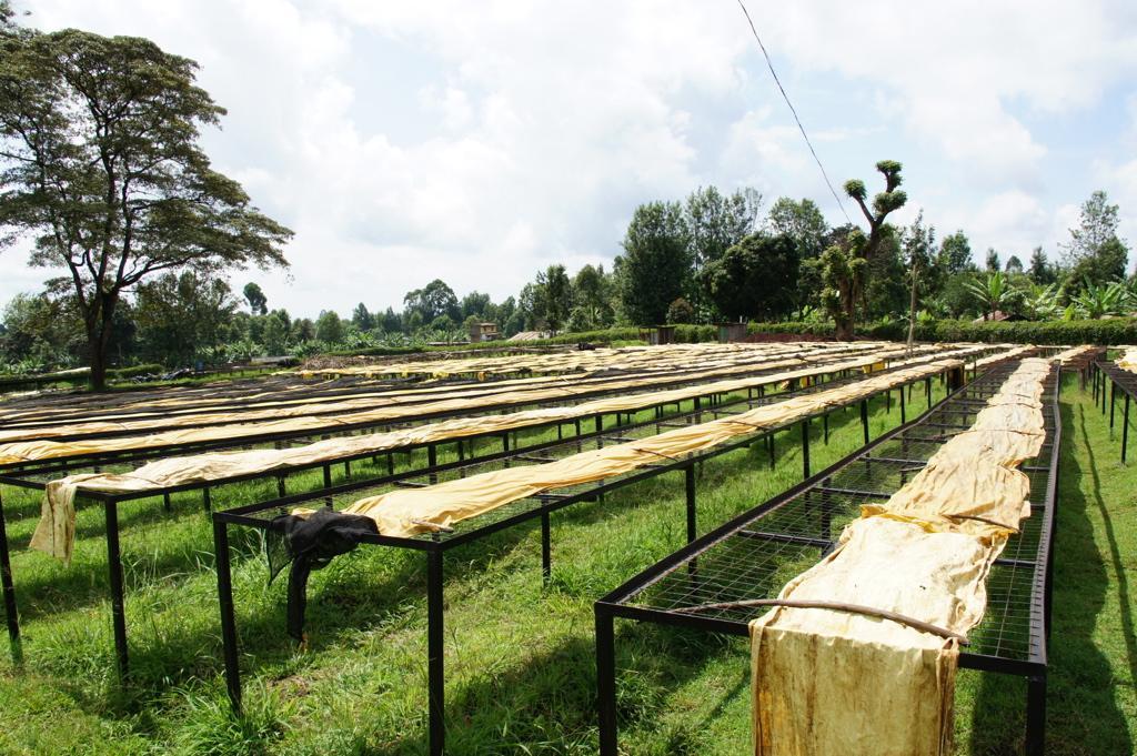 Kenya Thirikwa Gakuyu-ini Peaberry Green Coffee Beans