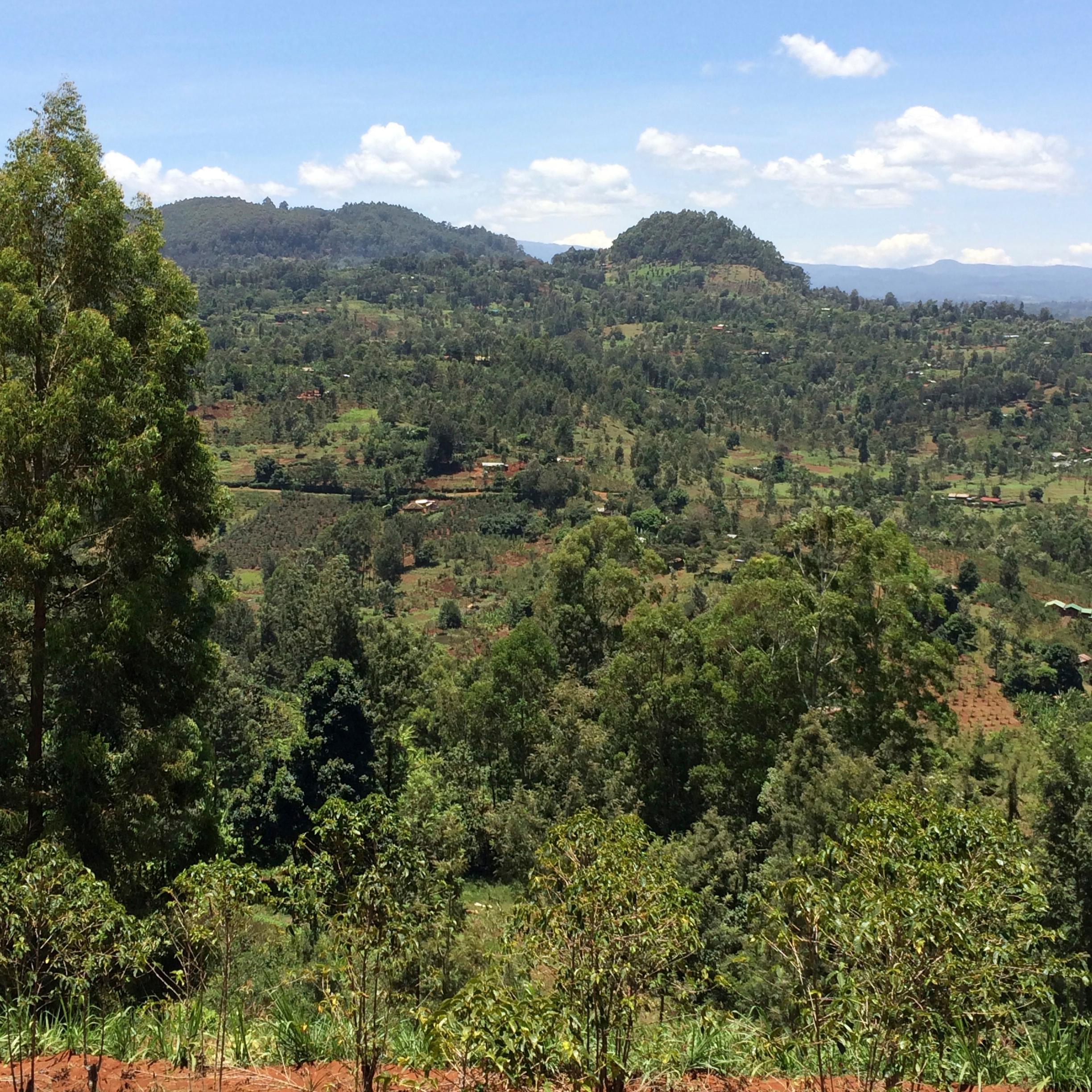 Kenya Thirikwa Gakuyu-ini Peaberry Green Coffee Beans - Image 3