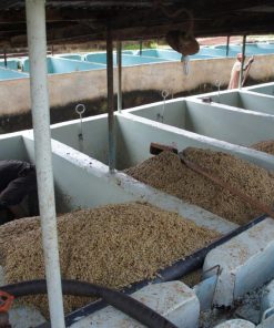Alternative view of Kenya Thirikwa Gakuyu-ini Peaberry Green Coffee Beans